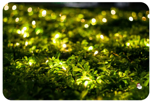 led-christmas-lights