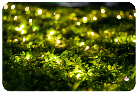 led-christmas-lights