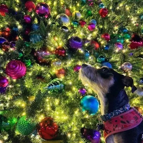 The Ultimate Pet-Friendly Décor Guide for Commercial Spaces