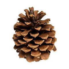 Pinecones