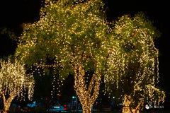 warm-white-lights-on-trees